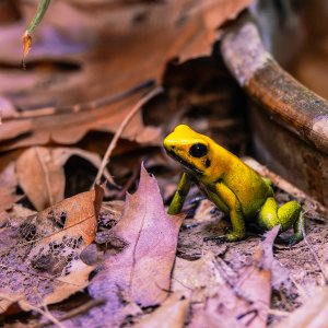 Pfeilgiftfrosch